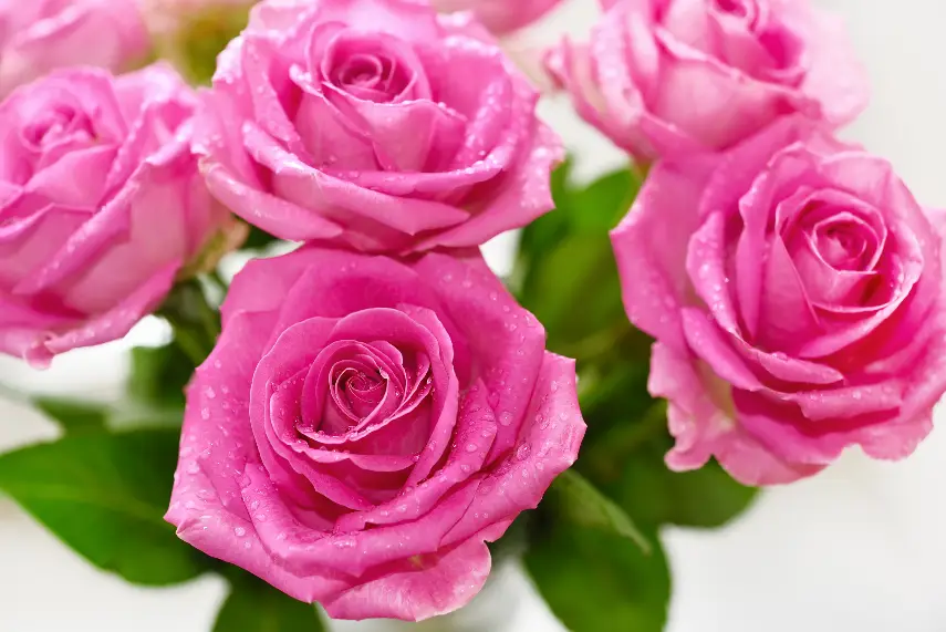 The Complete Guide to Rose Color Meanings - Blissful Pair